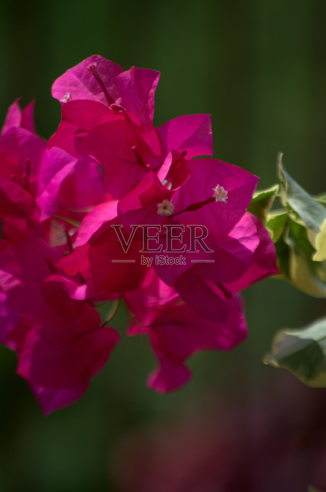 委内瑞拉米兰达的一朵花!照片摄影图片