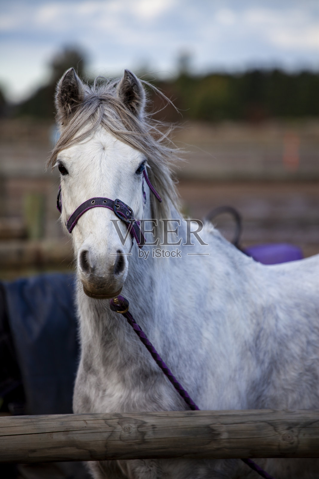 白马画像照片摄影图片