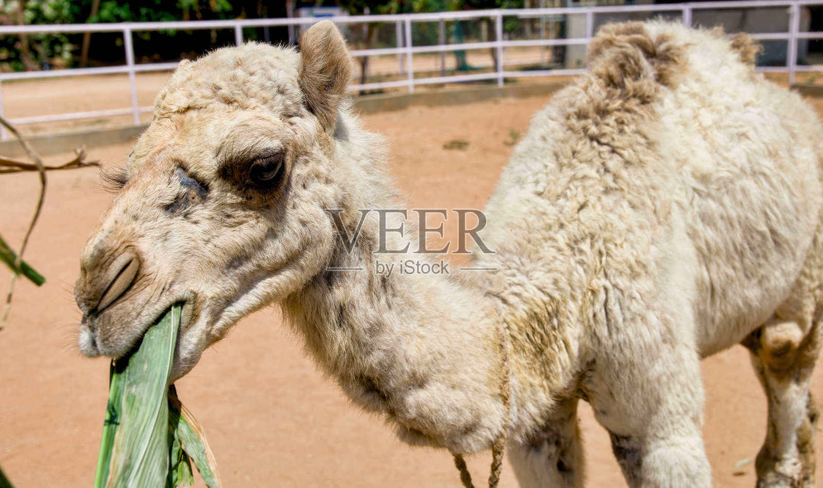 一只骆驼在动物园享受美食的特写肖像照片摄影图片