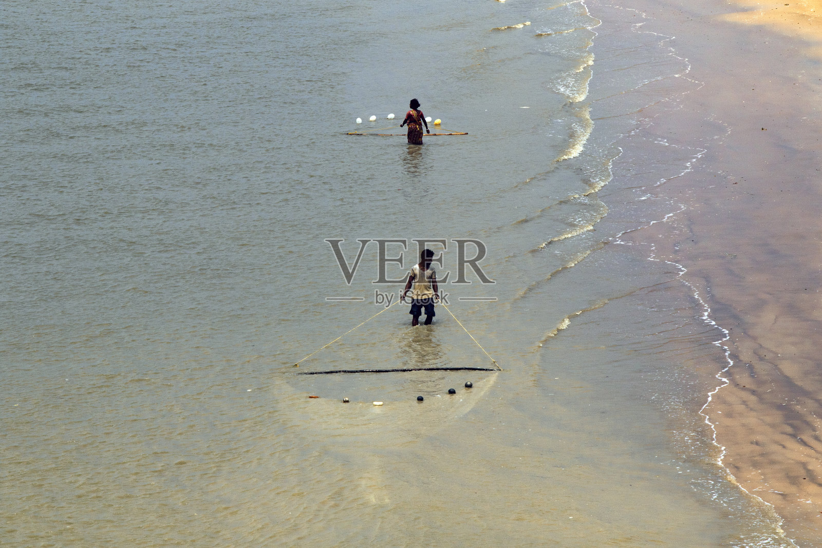 在印度西孟加拉邦农村收集对虾鱼照片摄影图片