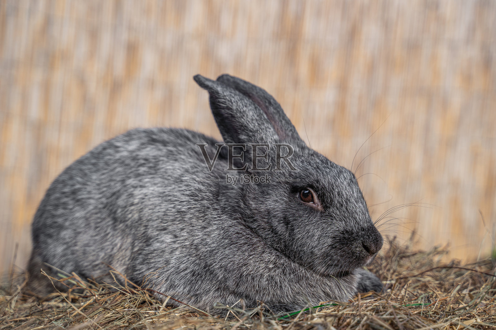 复活节前，德国波尔塔瓦银色大兔子坐在干草上照片摄影图片