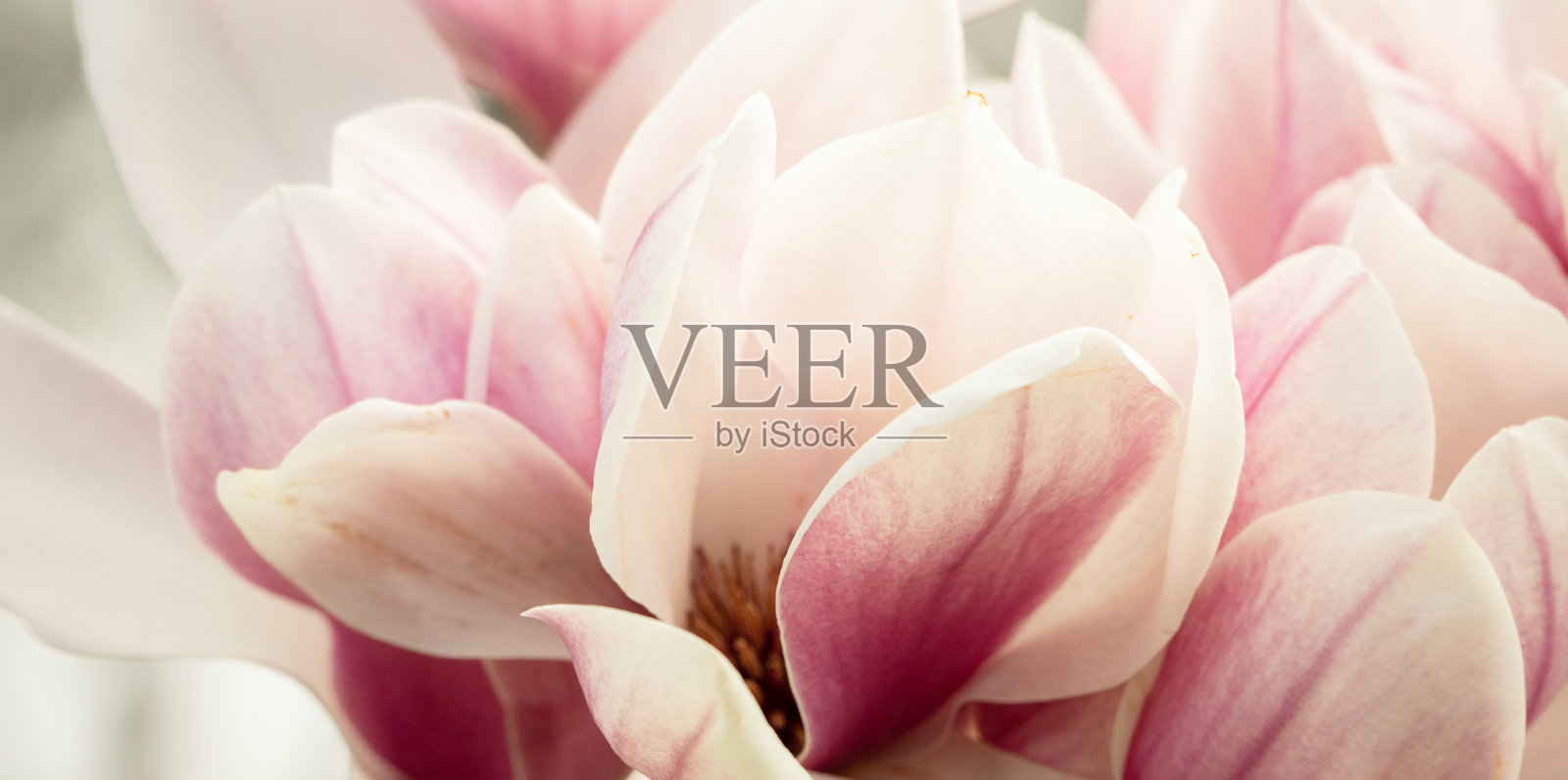 白玉兰花在春暖花开的季节。美丽的粉嫩玉兰花在春天，选择性聚焦。照片摄影图片