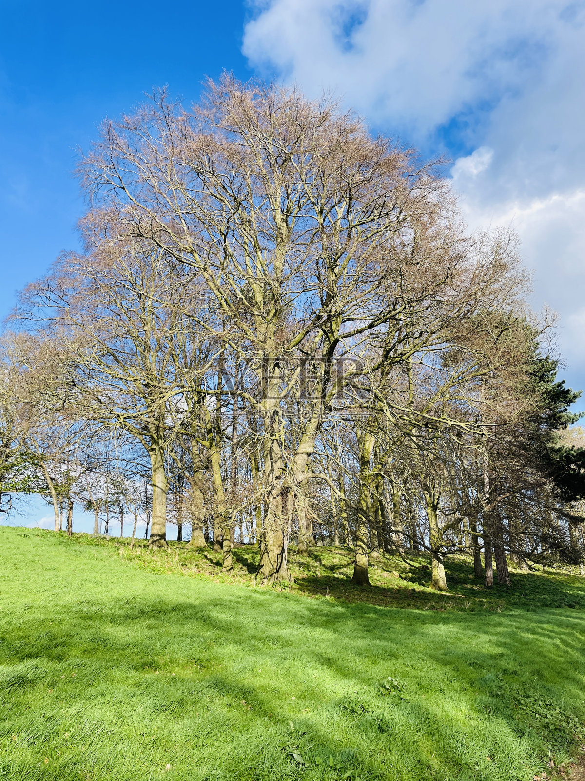有魅力的树照片摄影图片
