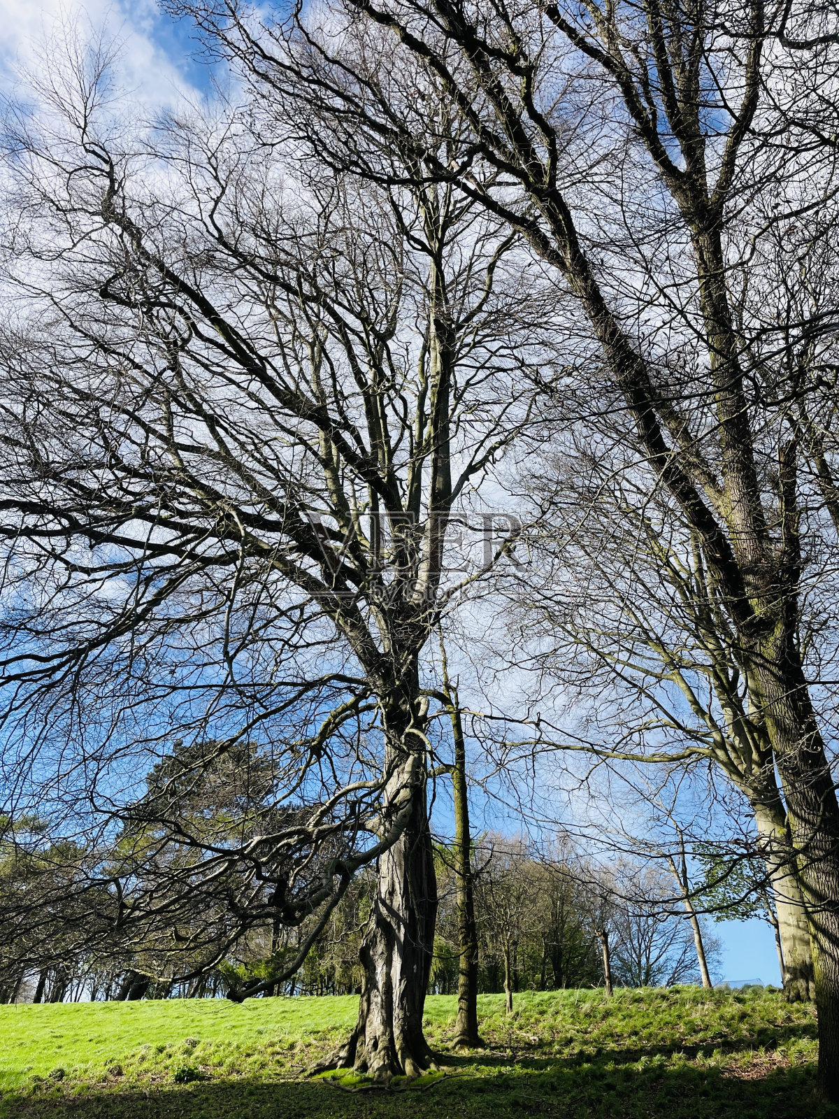 充满活力的树木和阳光构图。照片摄影图片