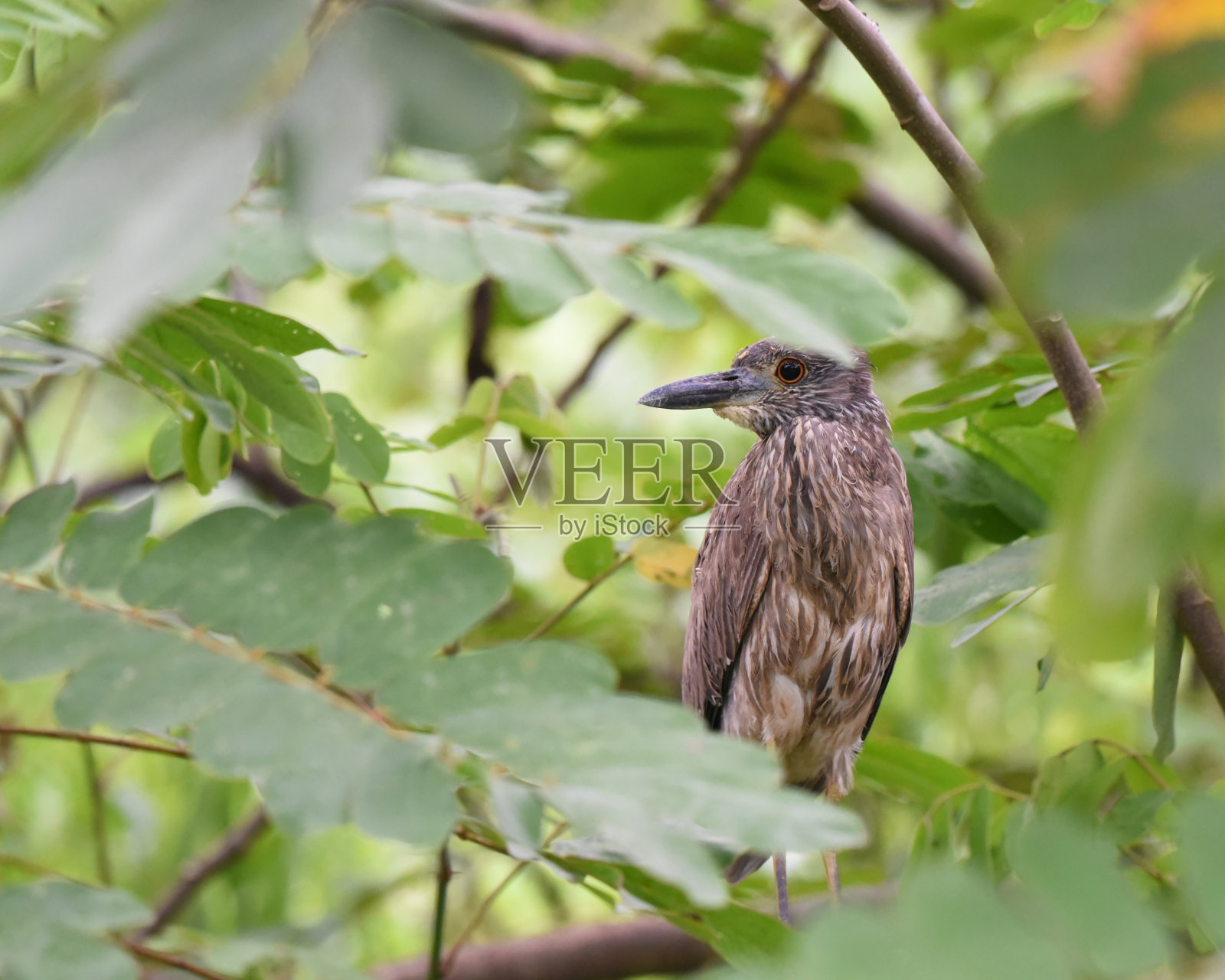 哥斯达黎加的鸟类:未成熟的黄冠夜鹭(Nycatanassa violacea)照片摄影图片
