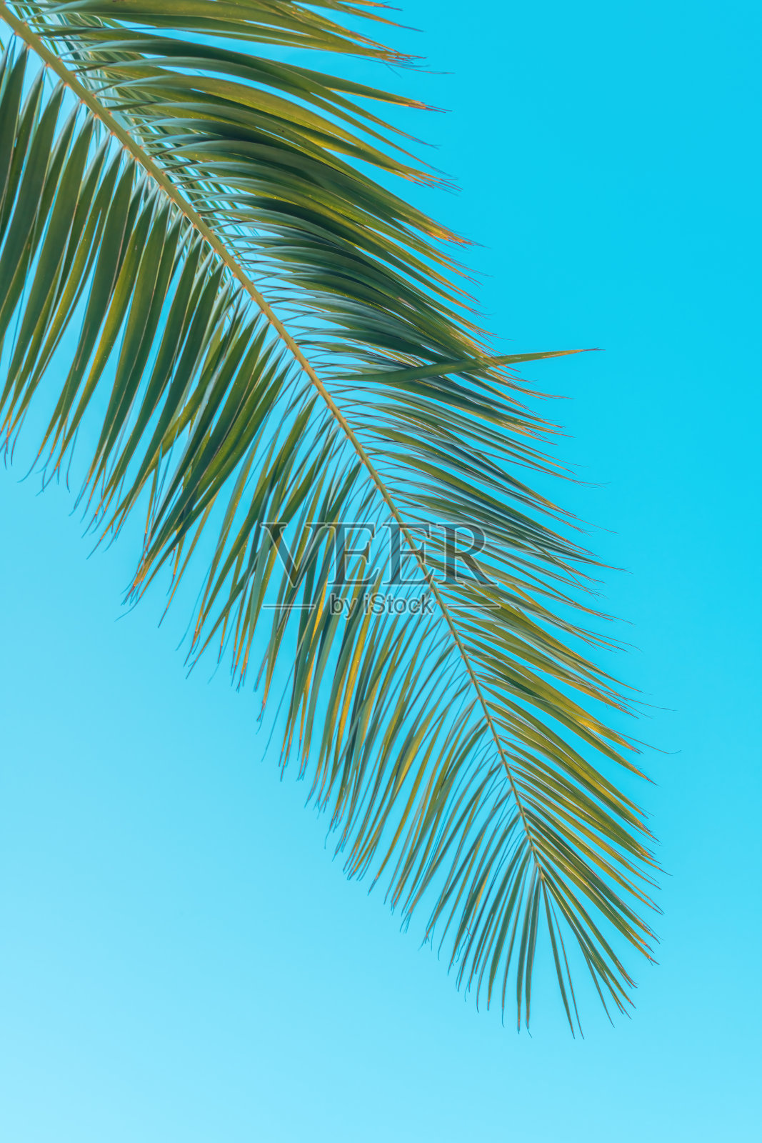 棕榈树的叶子映衬着蓝天，热带夏日的背景照片摄影图片