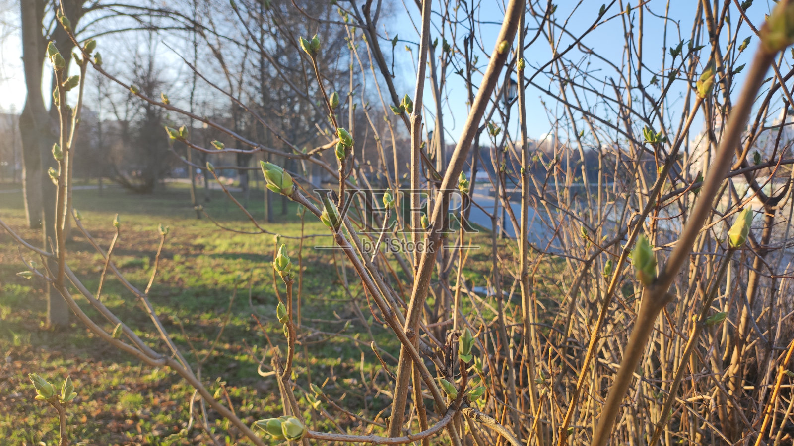 春天有芽的灌木枝照片摄影图片