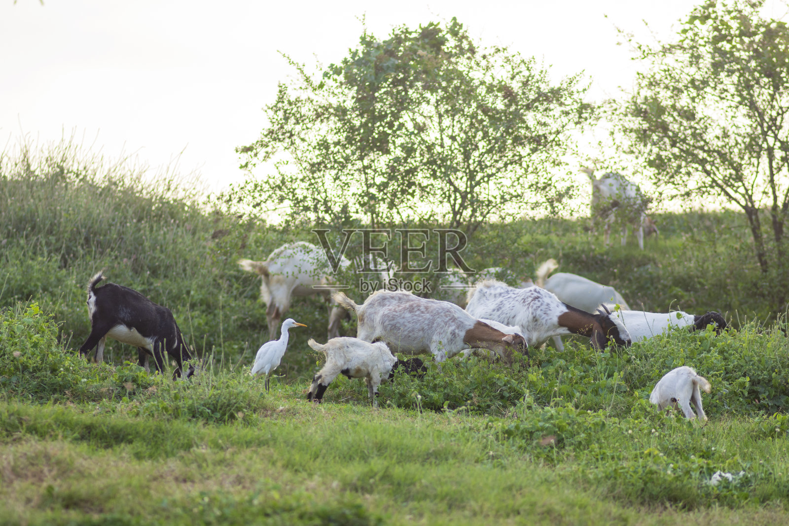山羊和白鹭照片摄影图片