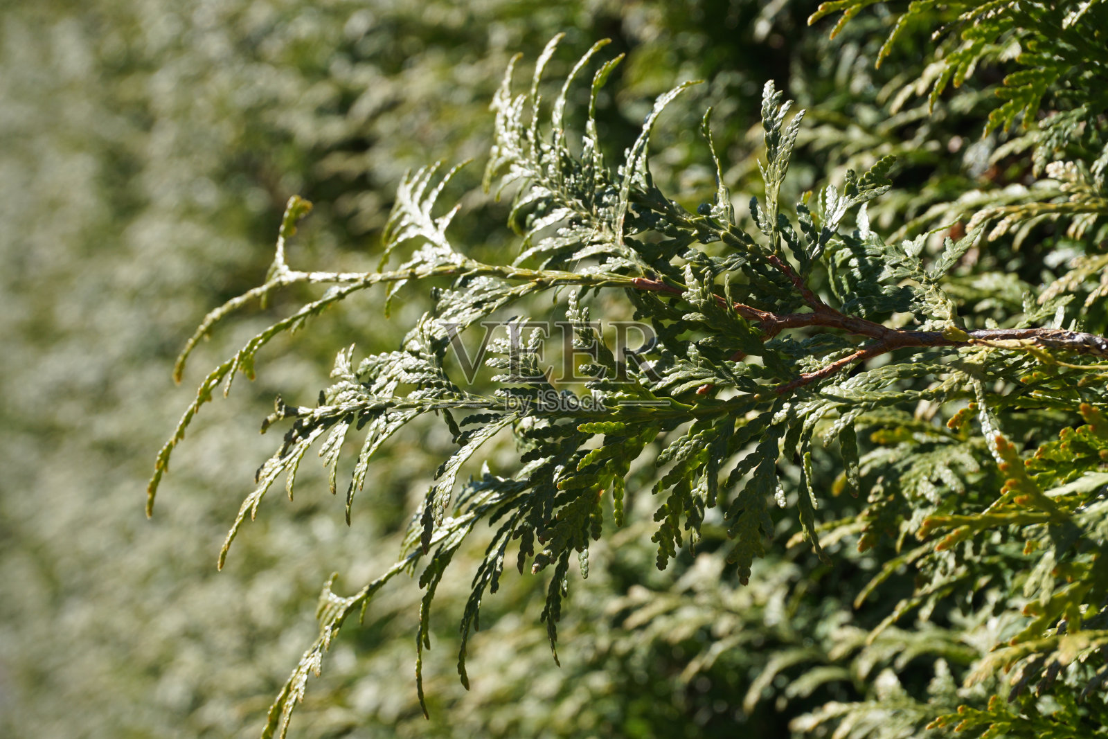 松树的特写照片摄影图片