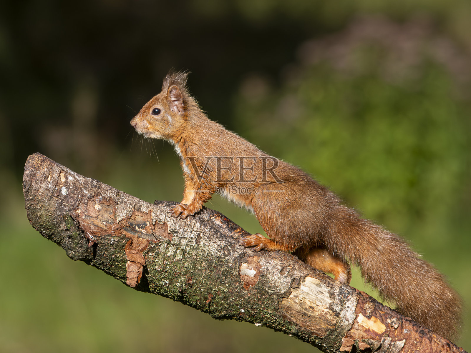 红松鼠在木头顶上寻找下一步行动照片摄影图片