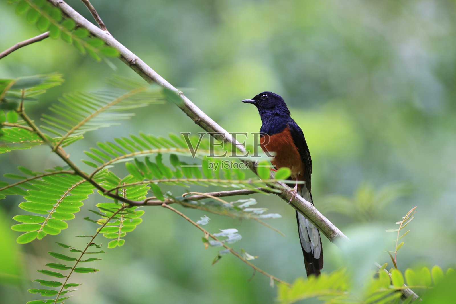 白臀男照片摄影图片