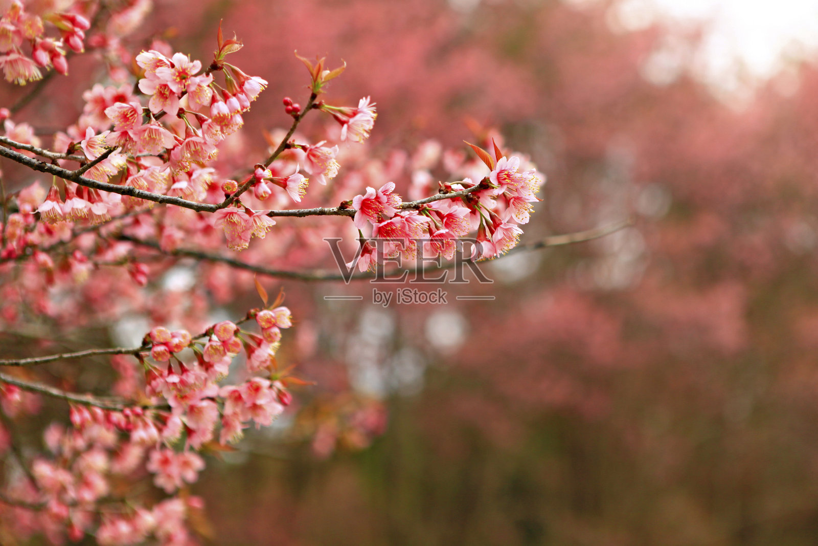 泰国清迈Khun Mae Ya照片摄影图片