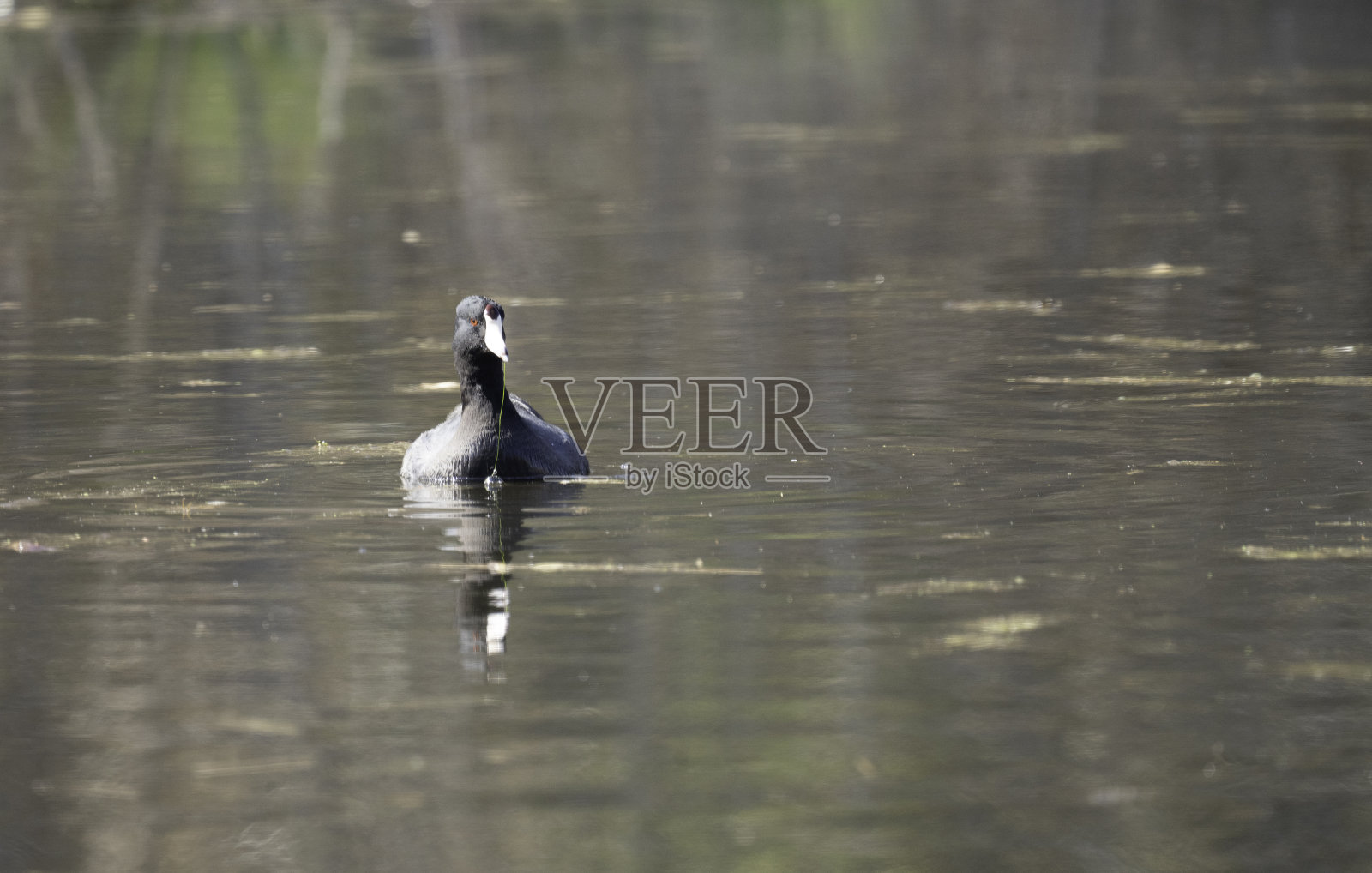 美国骨顶#5照片摄影图片