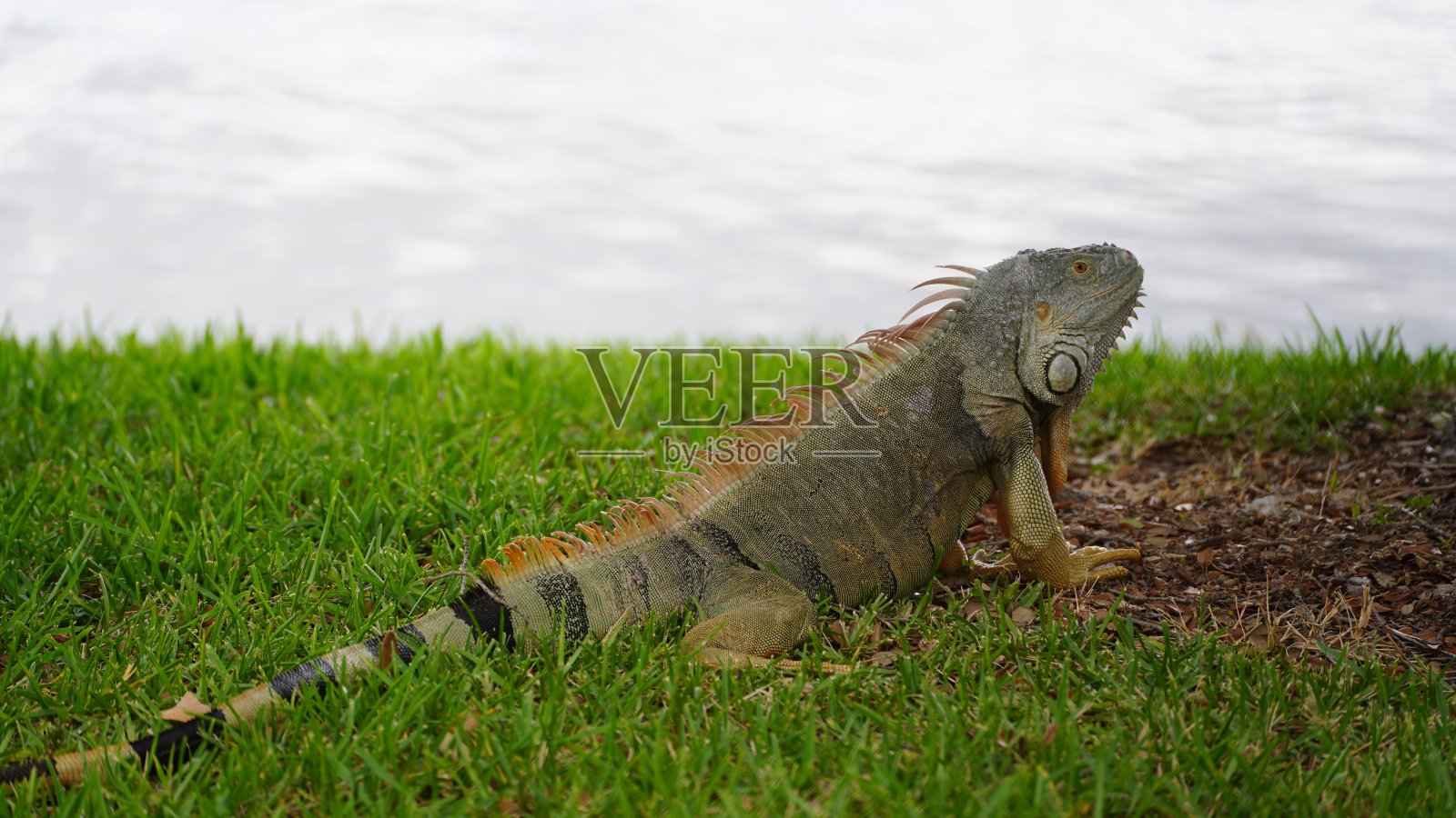 鬣蜥照片摄影图片