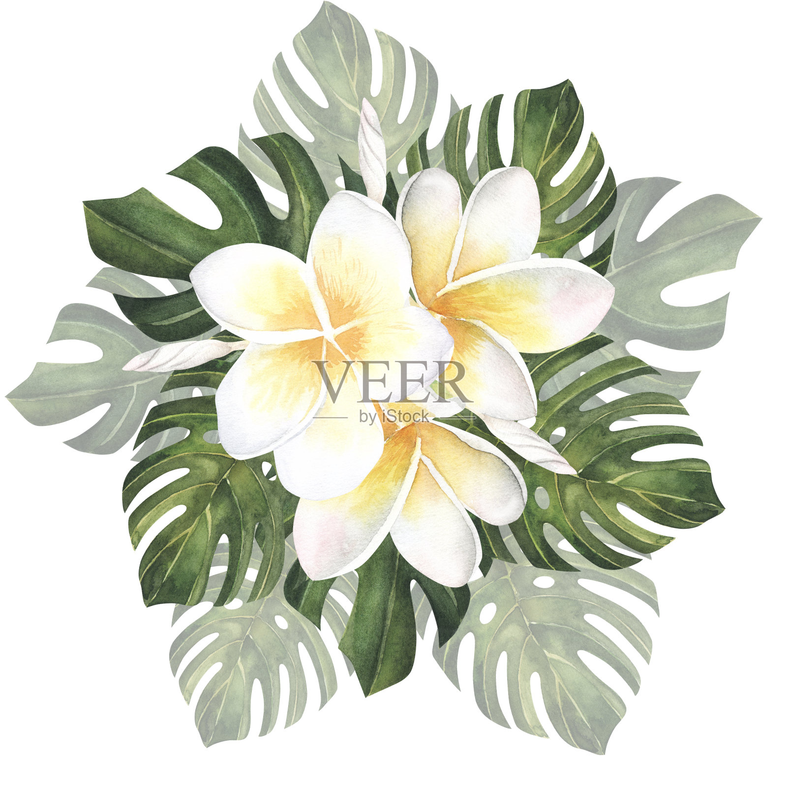 鸡蛋花或鸡蛋花或庙树花。单瓣粉红色的花被隔离在白色背景上。水彩手绘插图。用于纺织品、墙纸、化妆品的设计。插画图片素材