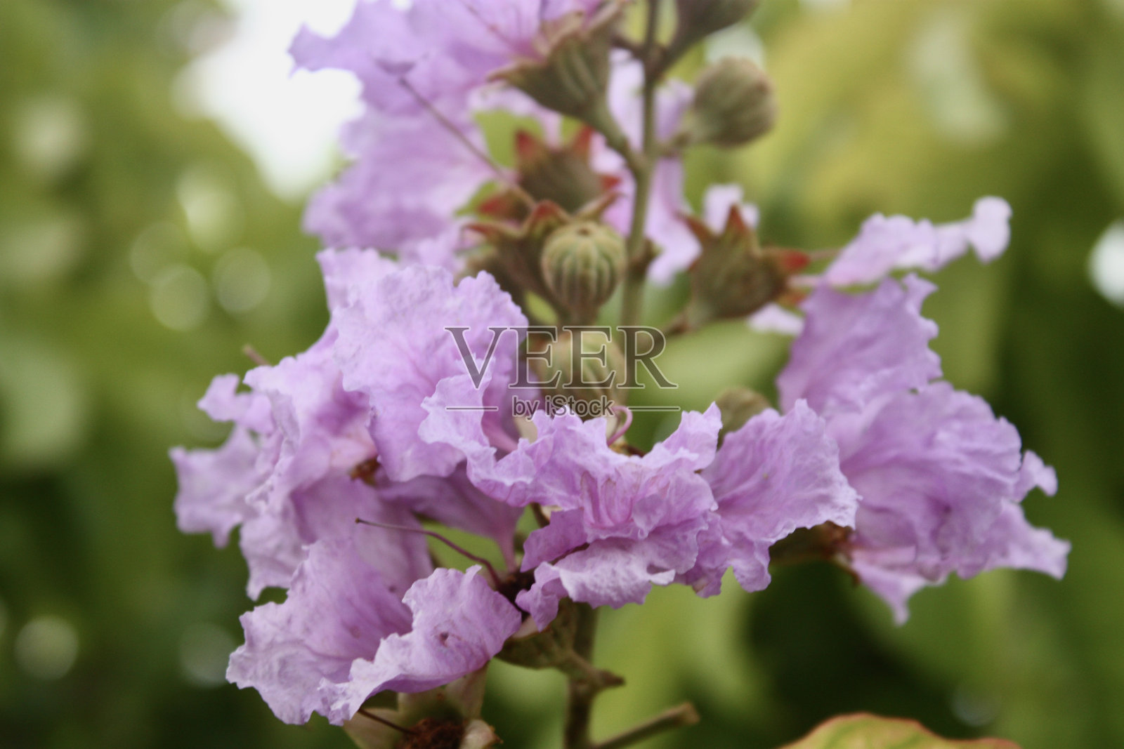 未指明的花照片摄影图片