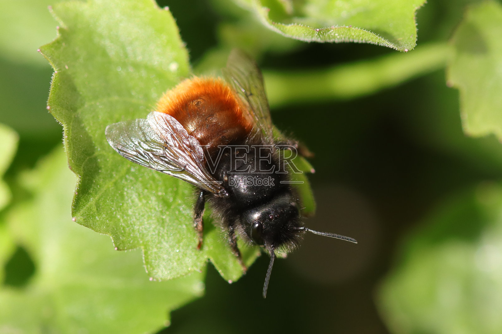 奥斯米cornuta(奥斯米cornuta)照片摄影图片