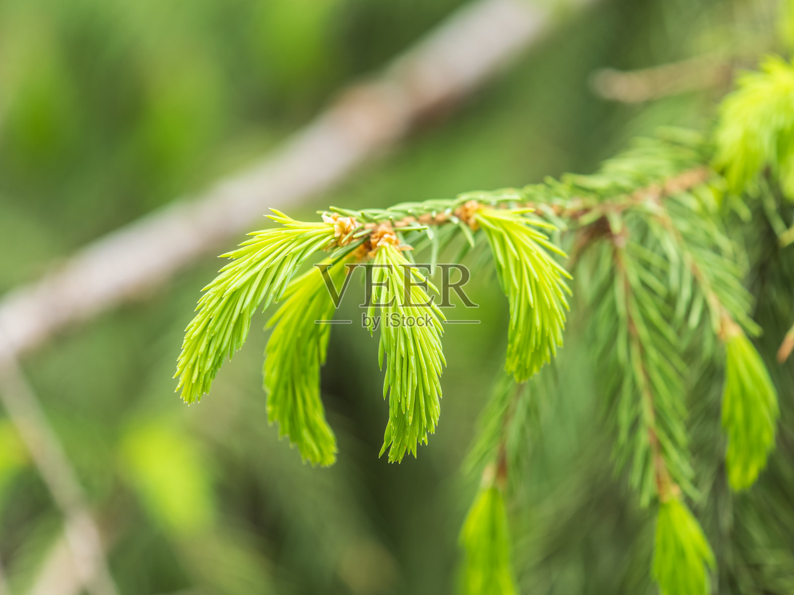 冷杉树枝与幼芽的特写。春天的自然概念。冷杉树枝上有新鲜的嫩芽照片摄影图片