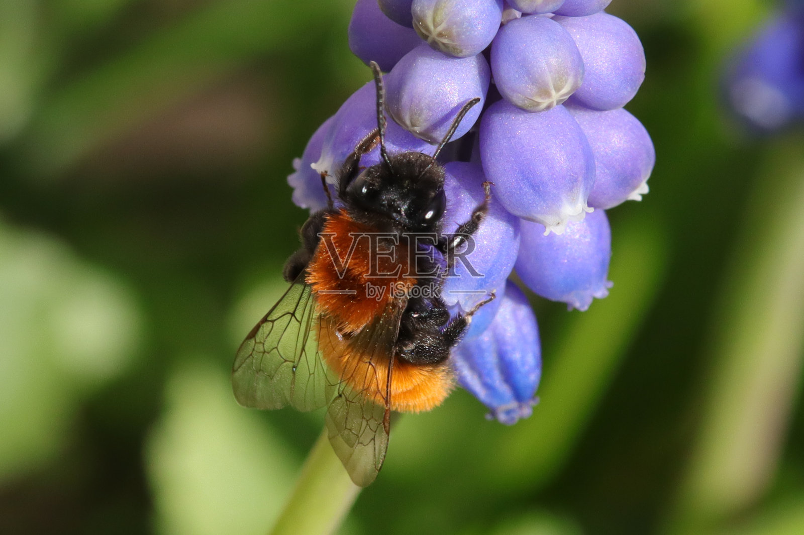 奥斯米cornuta(奥斯米cornuta)照片摄影图片