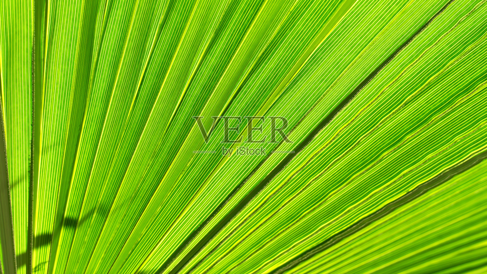 棕榈叶特写。绿色的棕榈树叶靠近背景。照片摄影图片