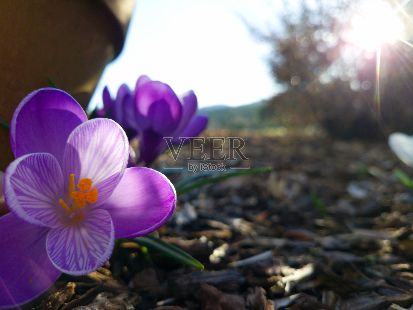 俄勒冈春天-番红花照片摄影图片
