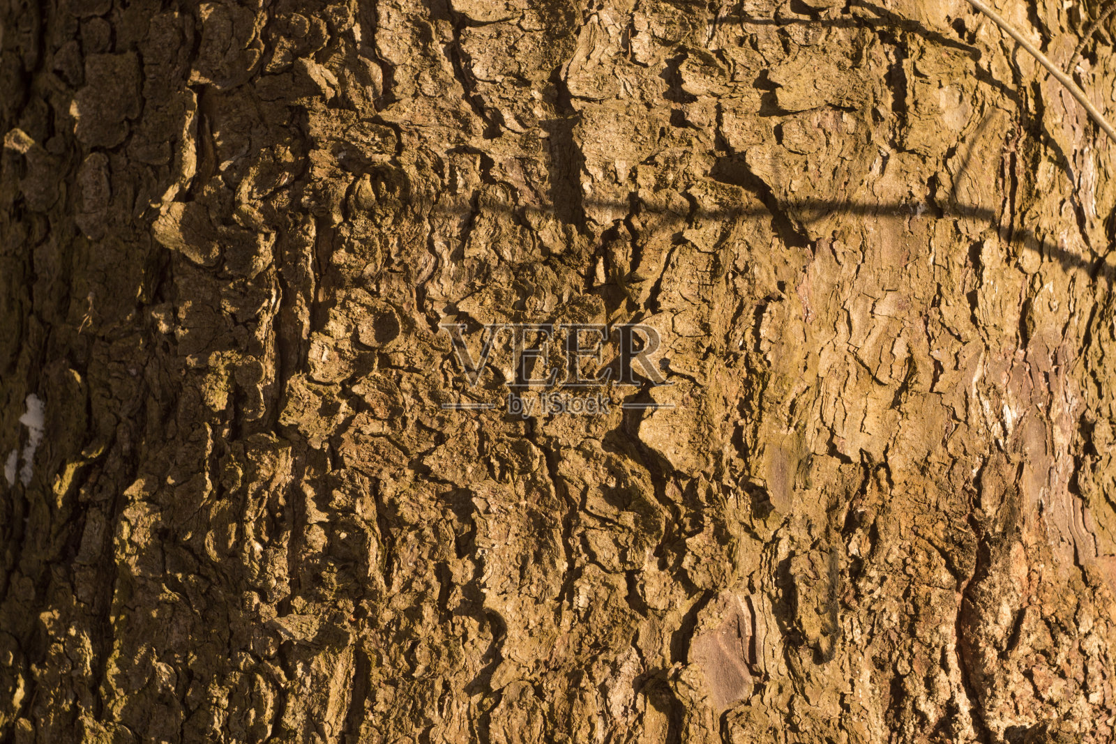 云杉树皮照片摄影图片