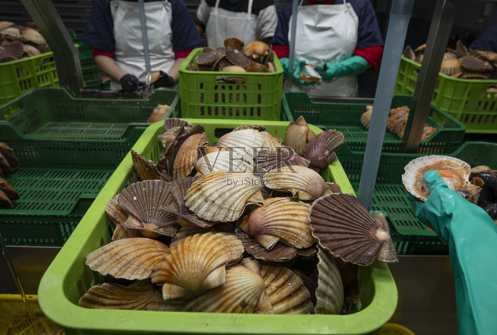 加利西亚贝类处理厂中扇贝的清洗和内脏照片摄影图片