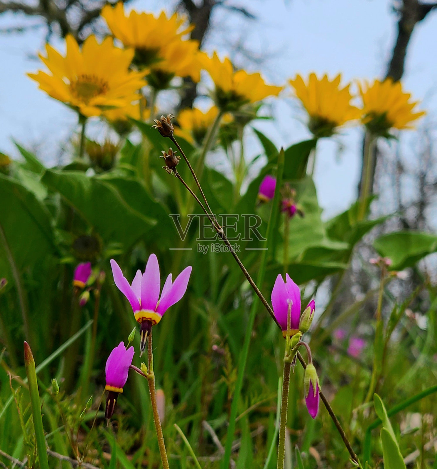 俄勒冈州的野花照片摄影图片