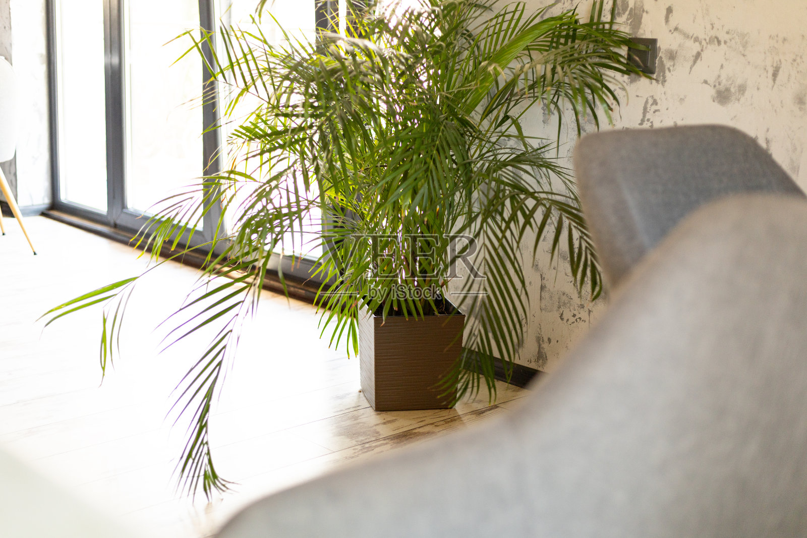 地板花盆用绿叶，室内照片摄影图片