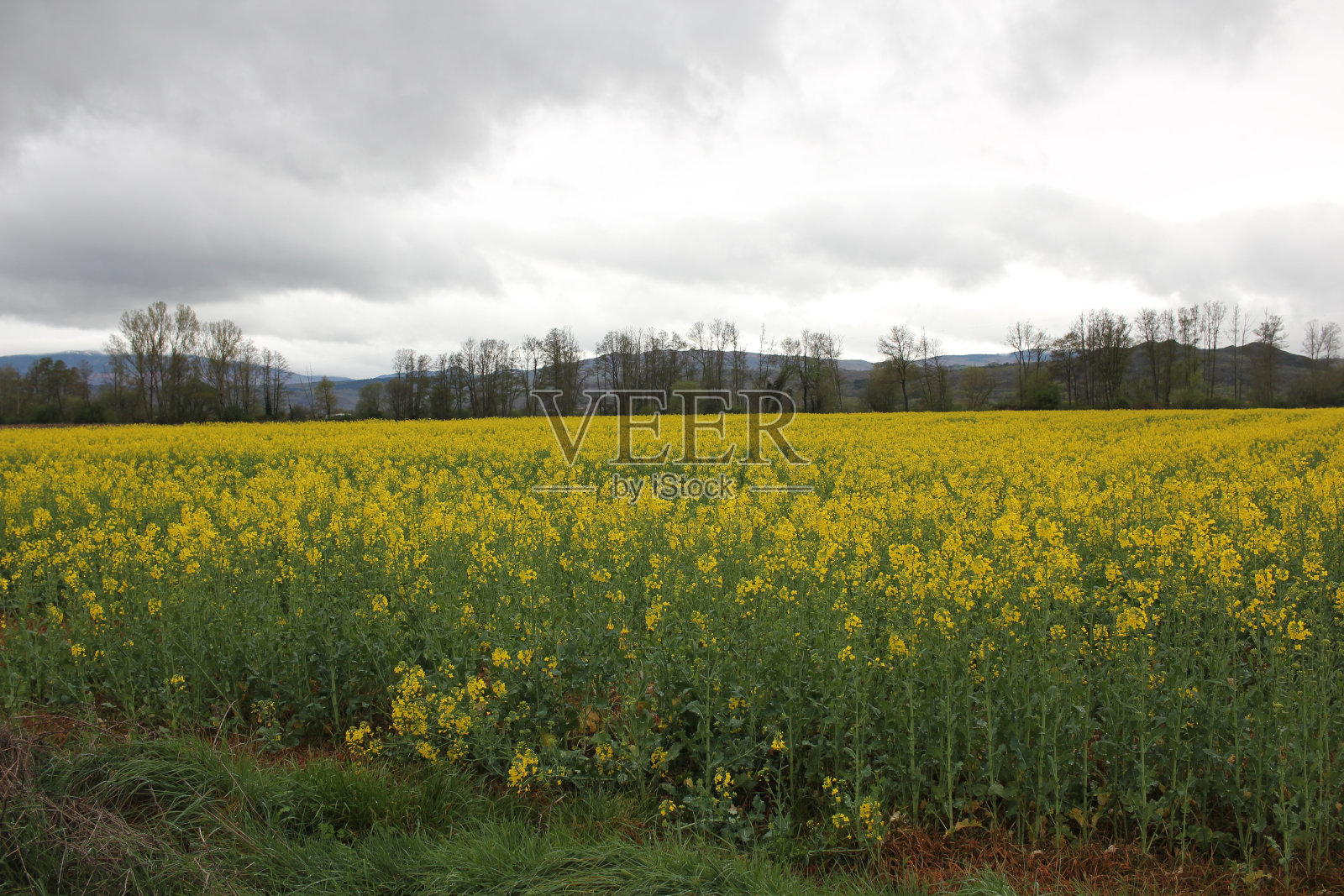 美丽的萝卜田照片摄影图片