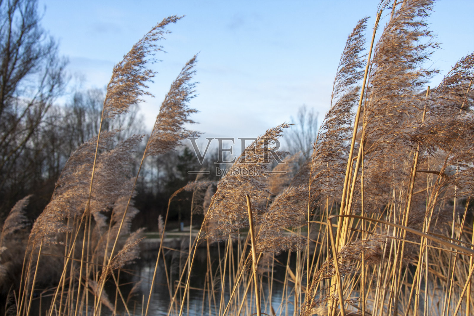 爱尔兰公园的湿地草照片摄影图片