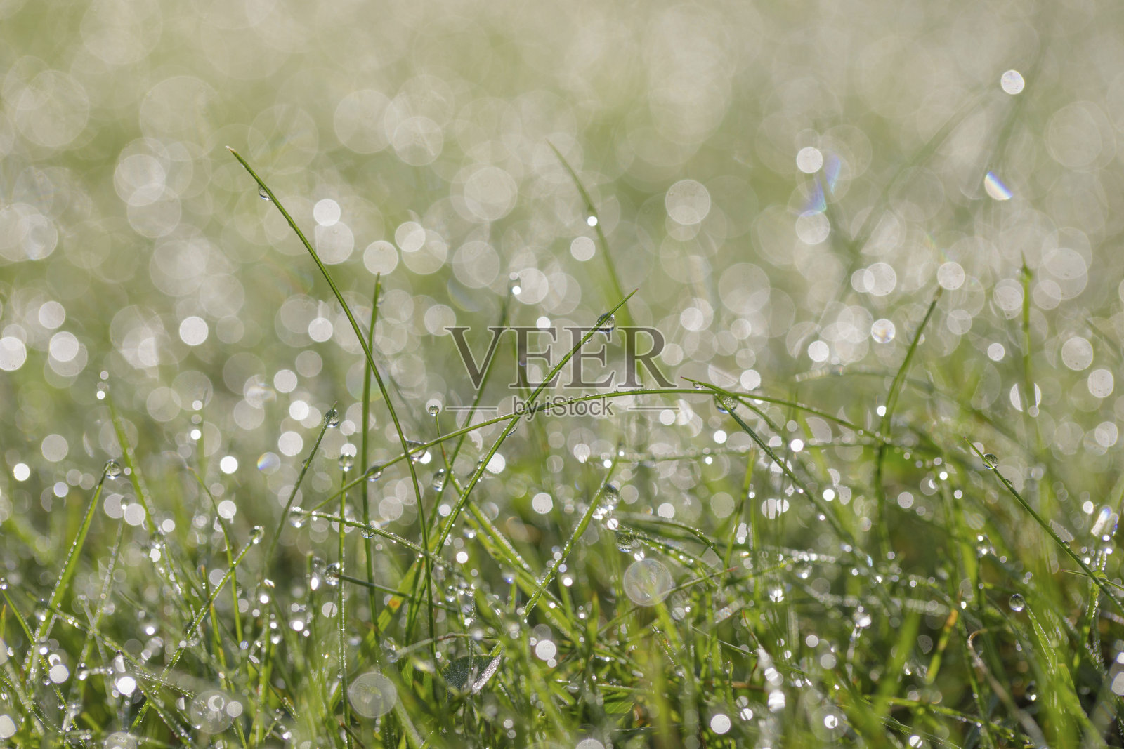 草地上的晨露照片摄影图片