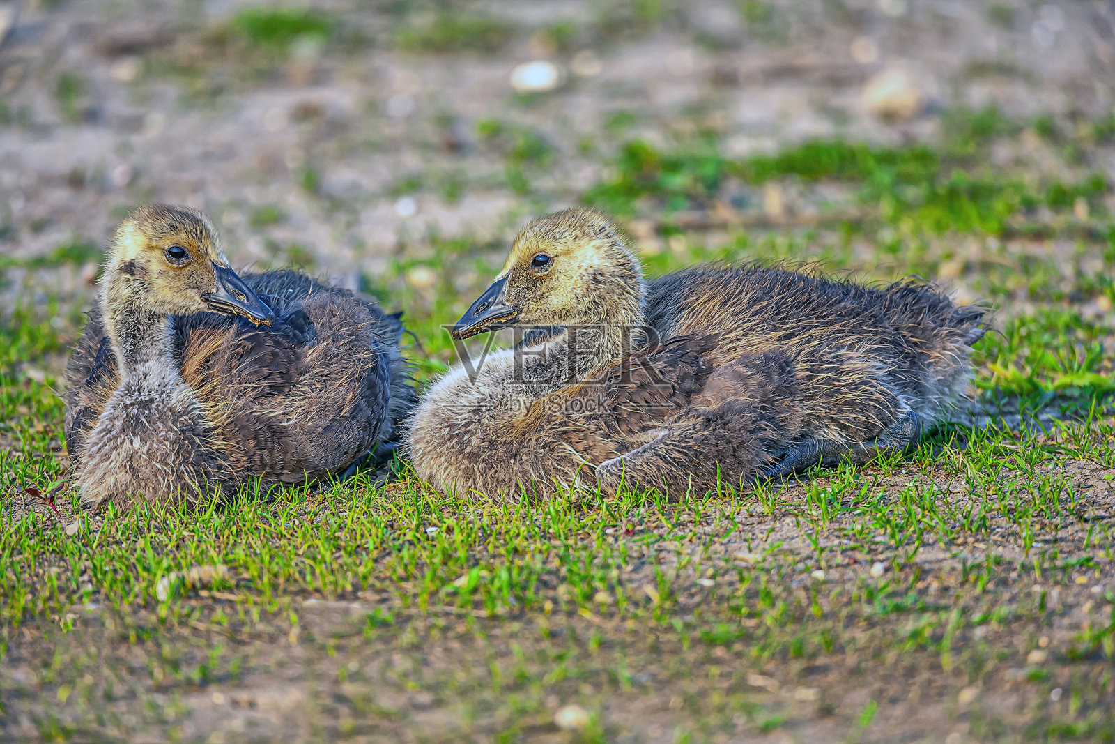 中央公园的加拿大鹅，小鸟照片摄影图片