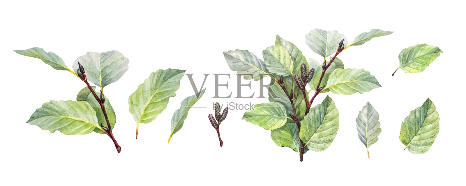 设置水彩树桤木孤立在白色背景。手绘绿色灌木与叶子和芽。创意分支邀请卡，婚礼庆典和贴纸。剪贴画墙纸包装插画图片素材