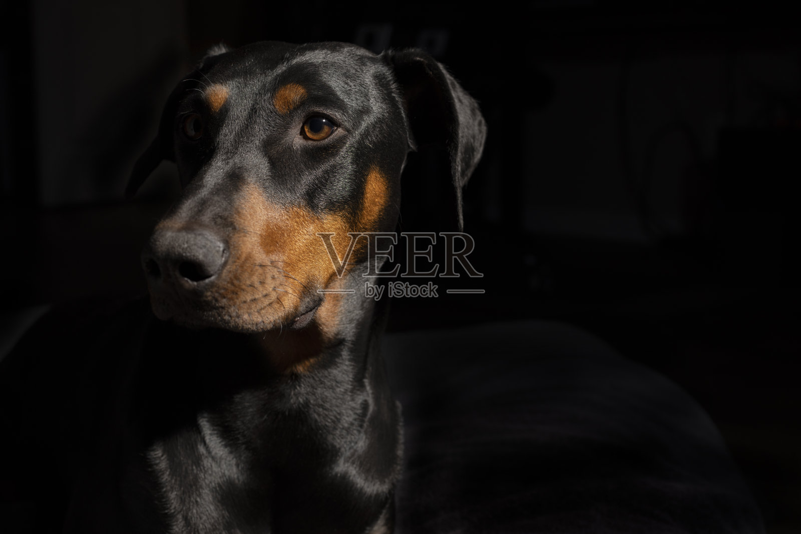 在黑色背景上，一只一岁大的红黑相间的杜宾犬的肖像照片摄影图片