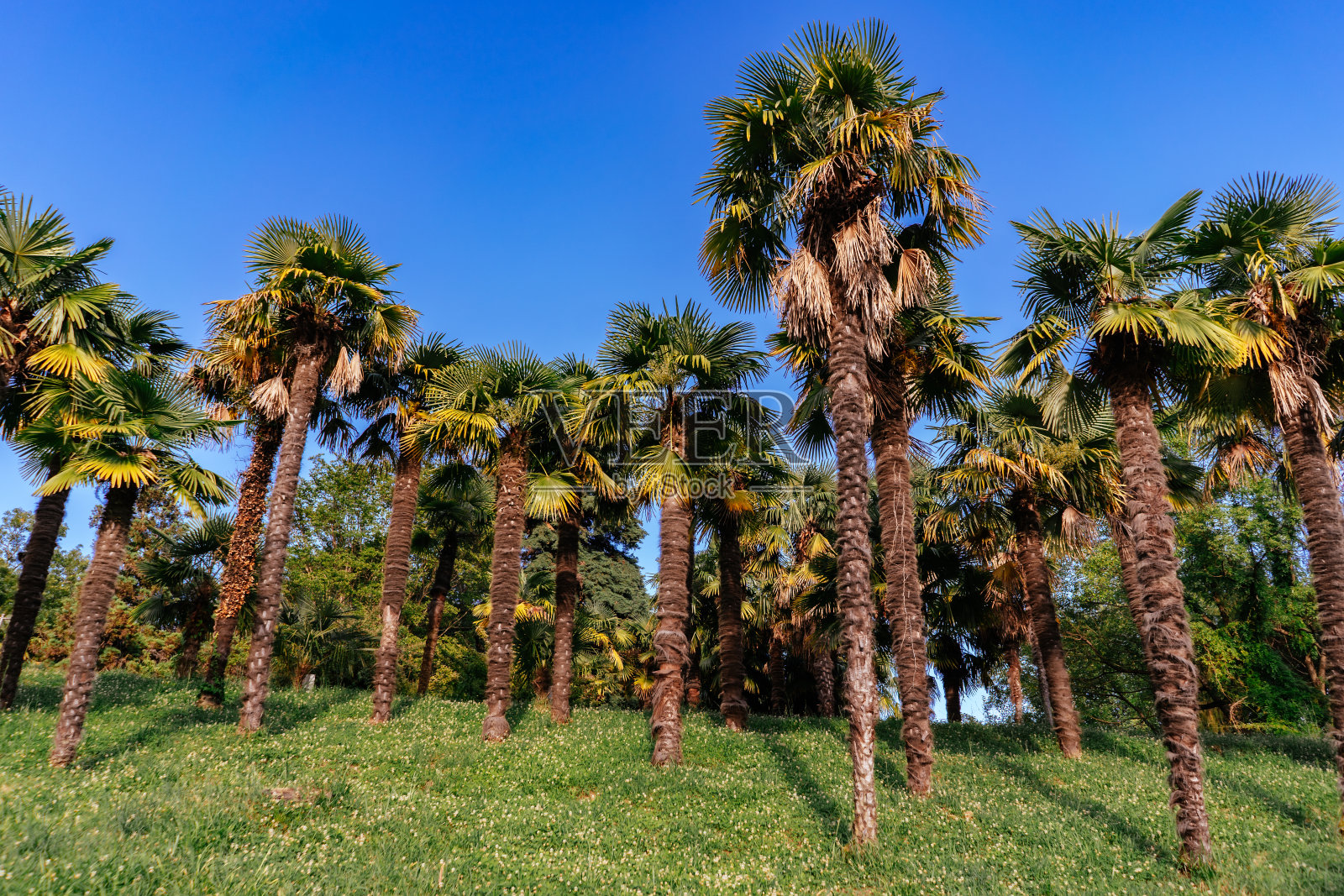 棕榈树长在斜坡上，绿草在蓝天前。亚热带气候照片摄影图片