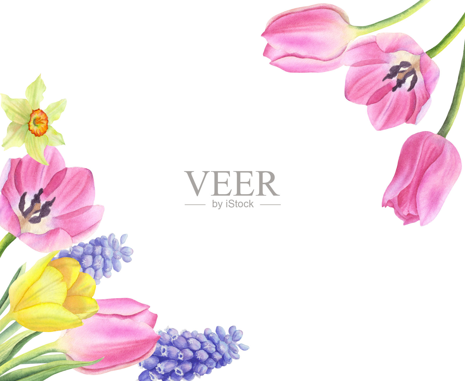 白色背景上的郁金香，麝香草和水仙花的花卉安排。春天的花架。手绘水彩植物插图。模板设计，卡片，请柬，祝贺，包装，印刷，广告插画图片素材