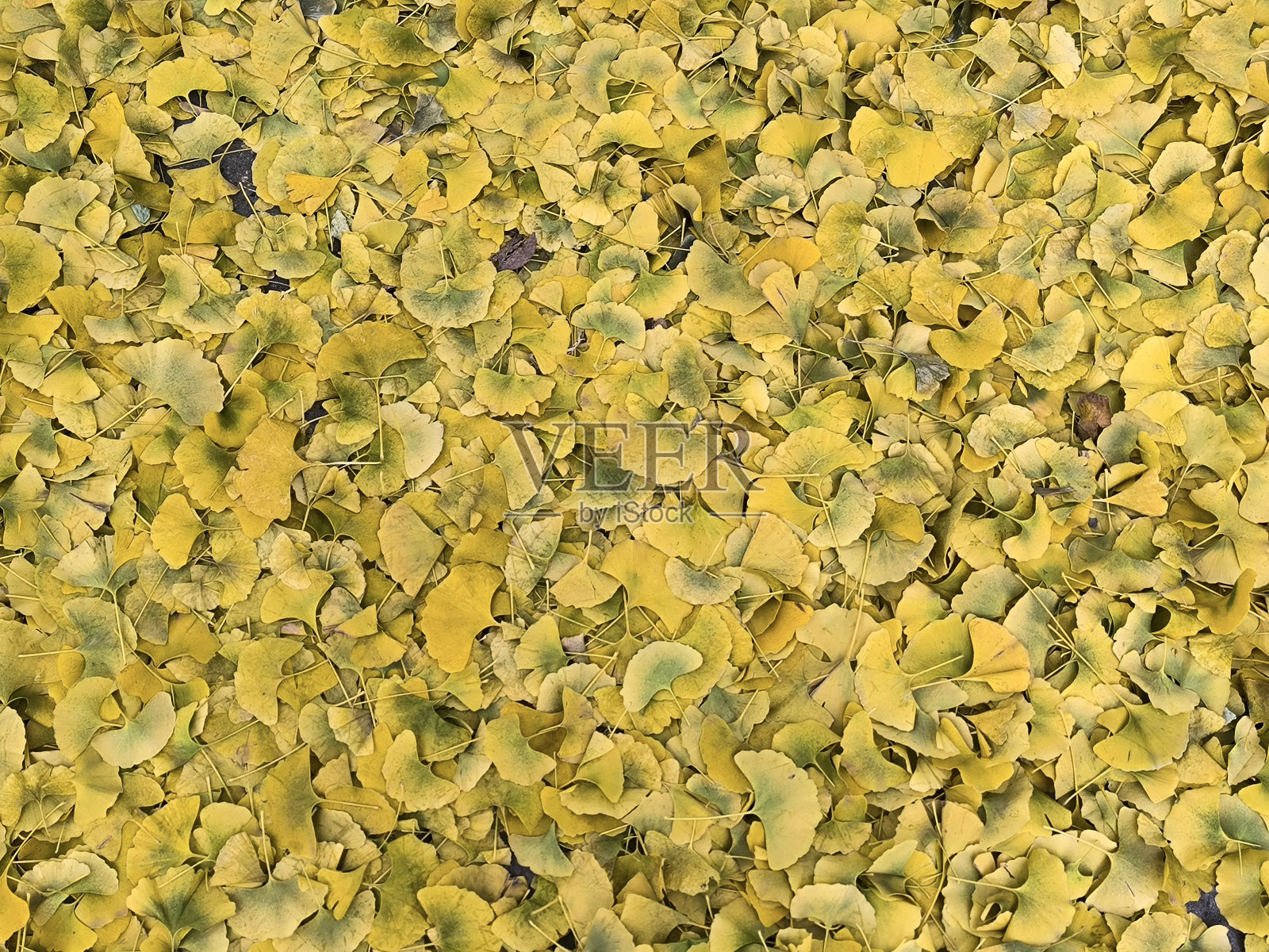 银杏树在阳光明媚的秋天，金色的叶子照片摄影图片