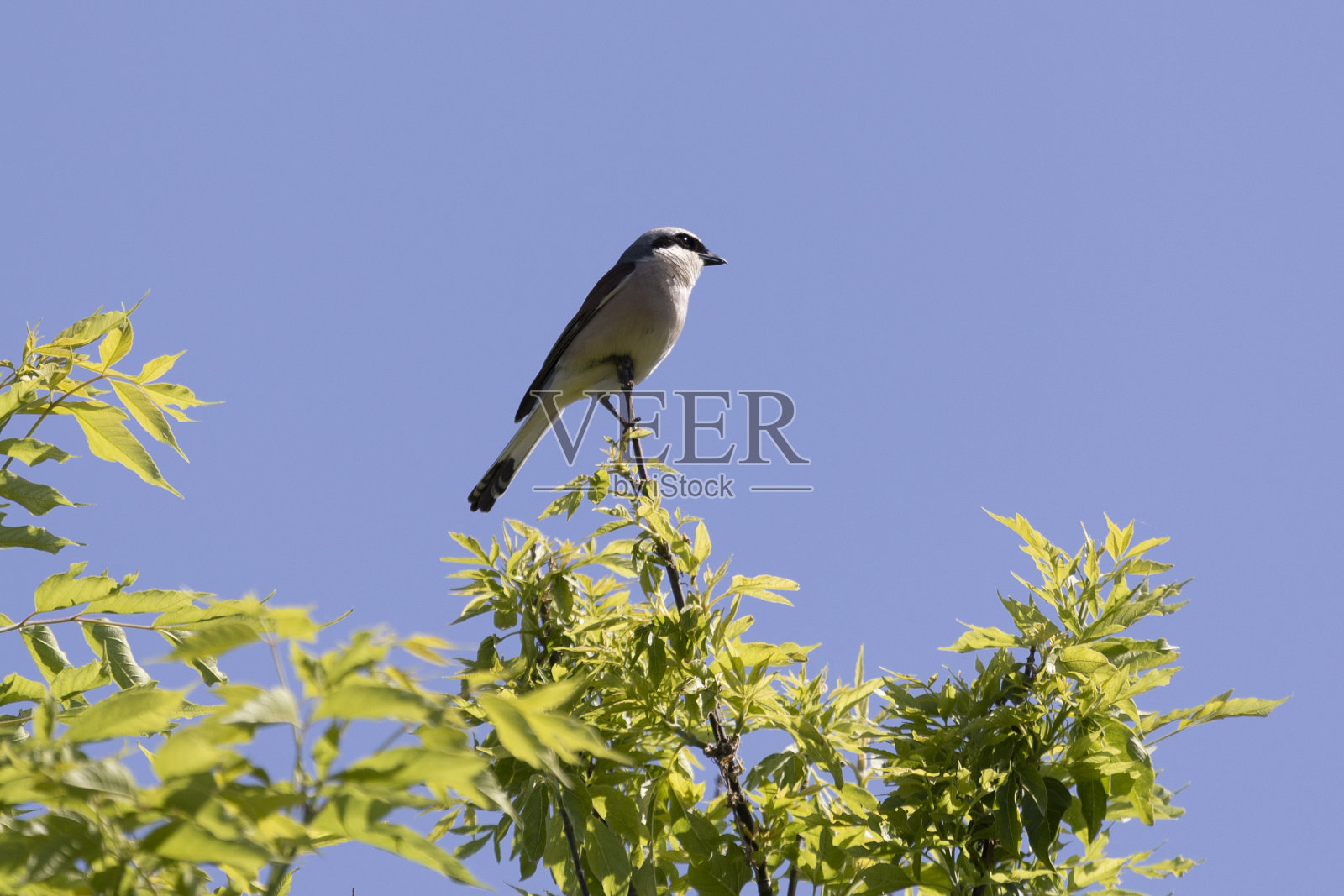 大灰伯劳鸟栖息在树枝上，映衬着蓝天照片摄影图片