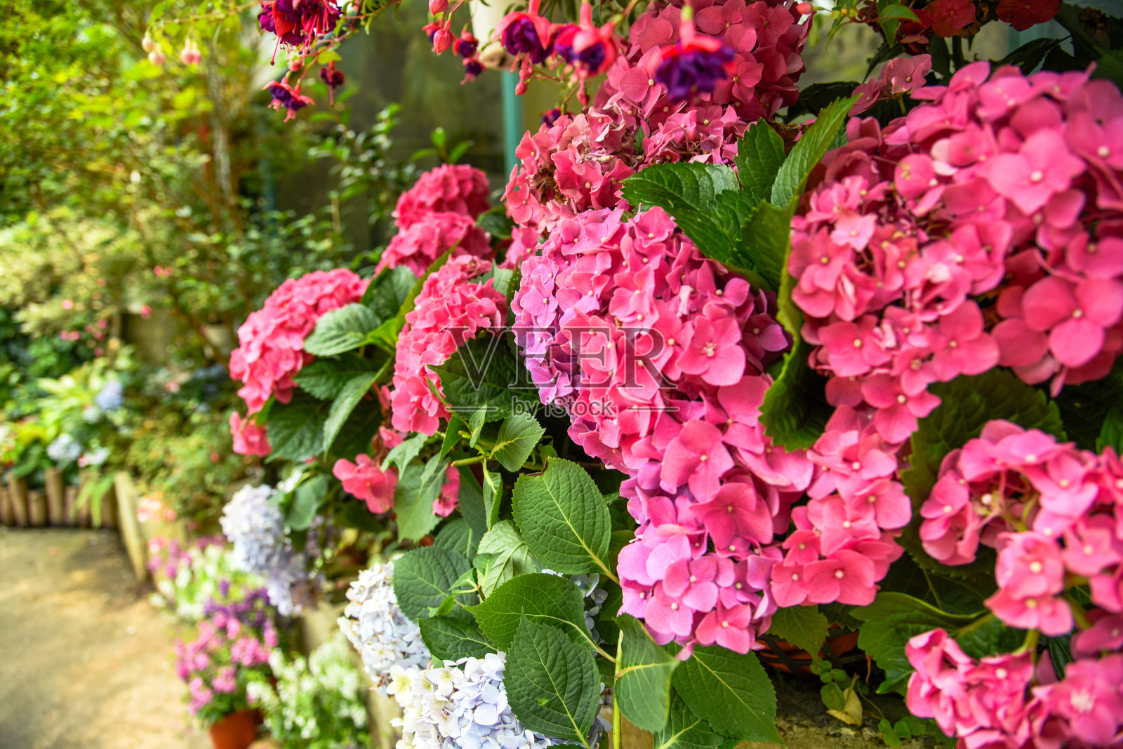 六月台湾花园里盛开的绣球花照片摄影图片