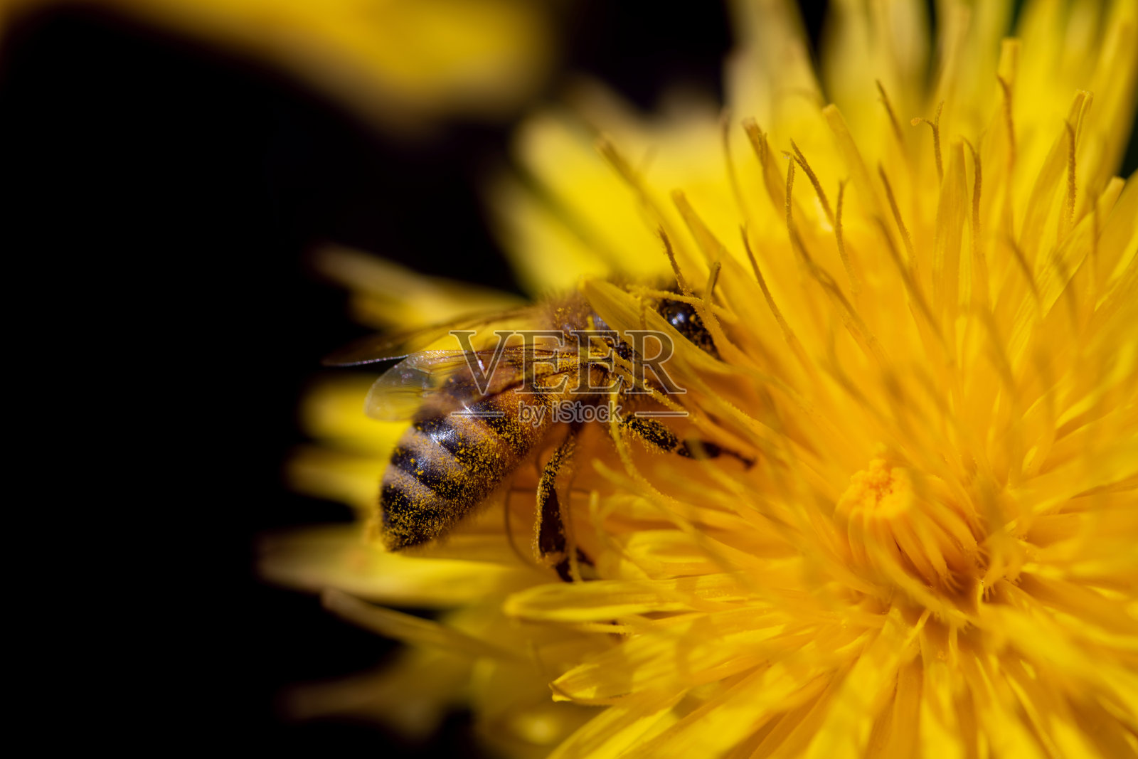 一只小蜜蜂在黄色蒲公英花中密集地寻找花粉的特写。蜜蜂身上覆盖着花粉。这朵花的背景是深色的。照片摄影图片