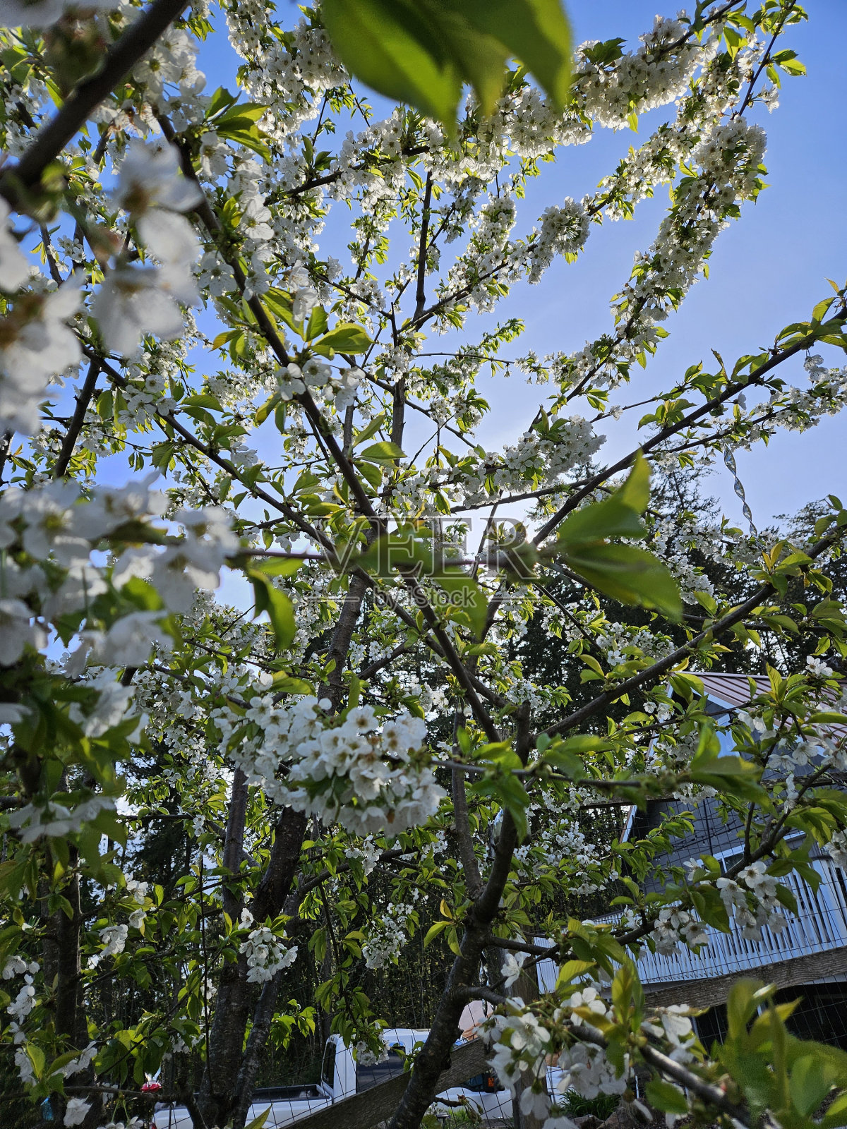 树木和花朵在四月开始绽放照片摄影图片