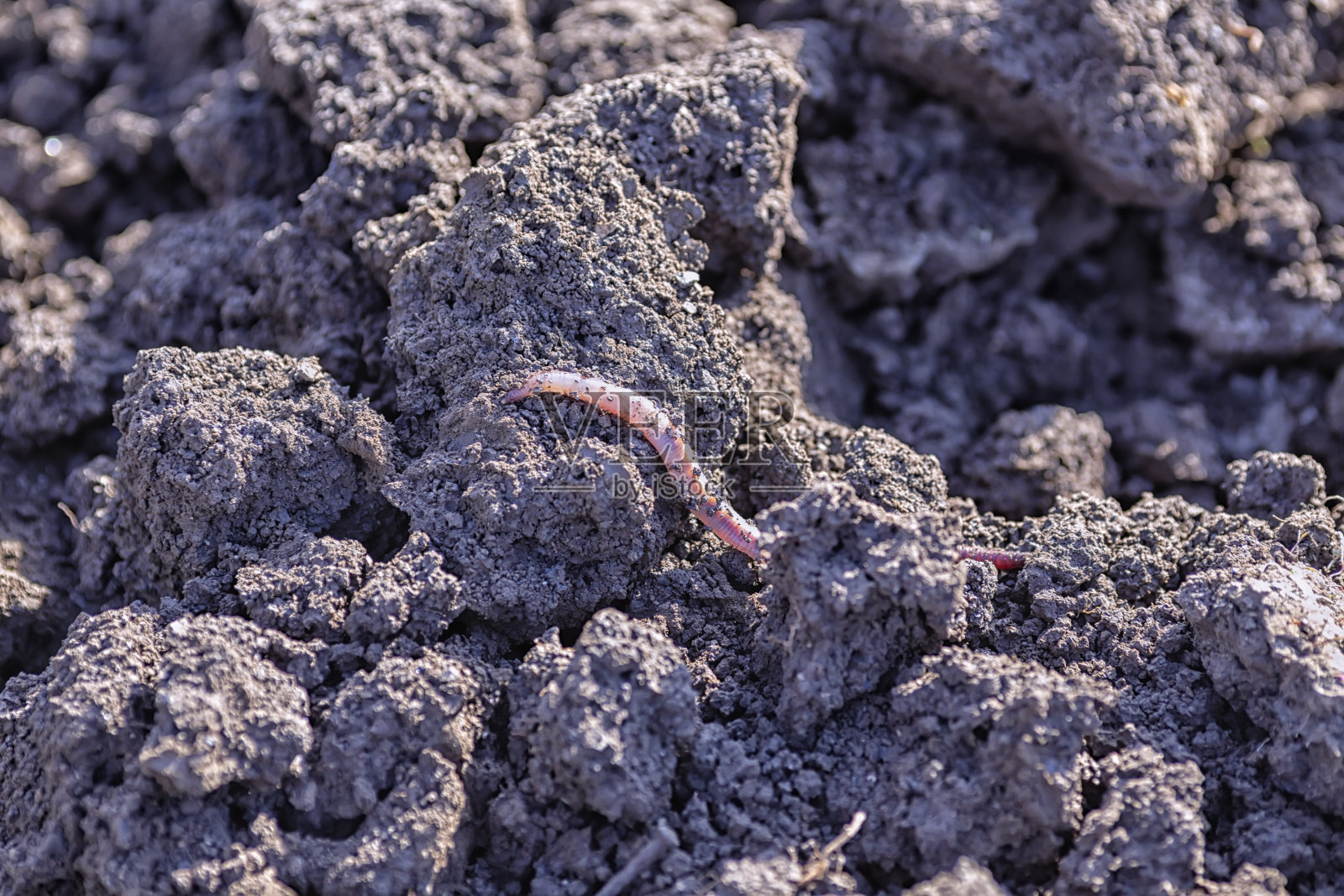 一只又大又大的蚯蚓在地面上的阳光下，从一个带着相机的追捕者身边爬开。特写微距照片摄影图片
