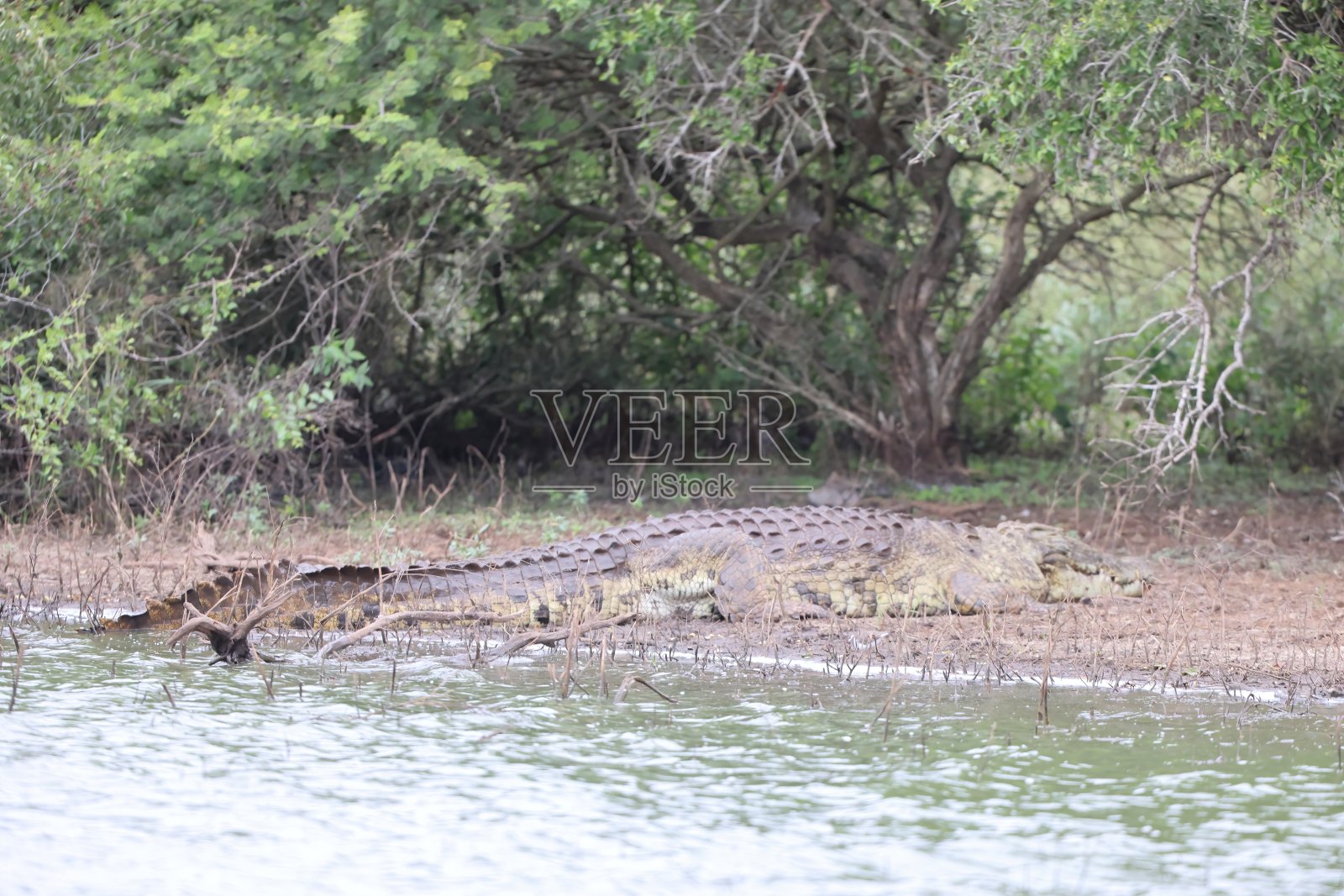 南非的尼罗河鳄(Crocodylus niloticus cowiei)照片摄影图片