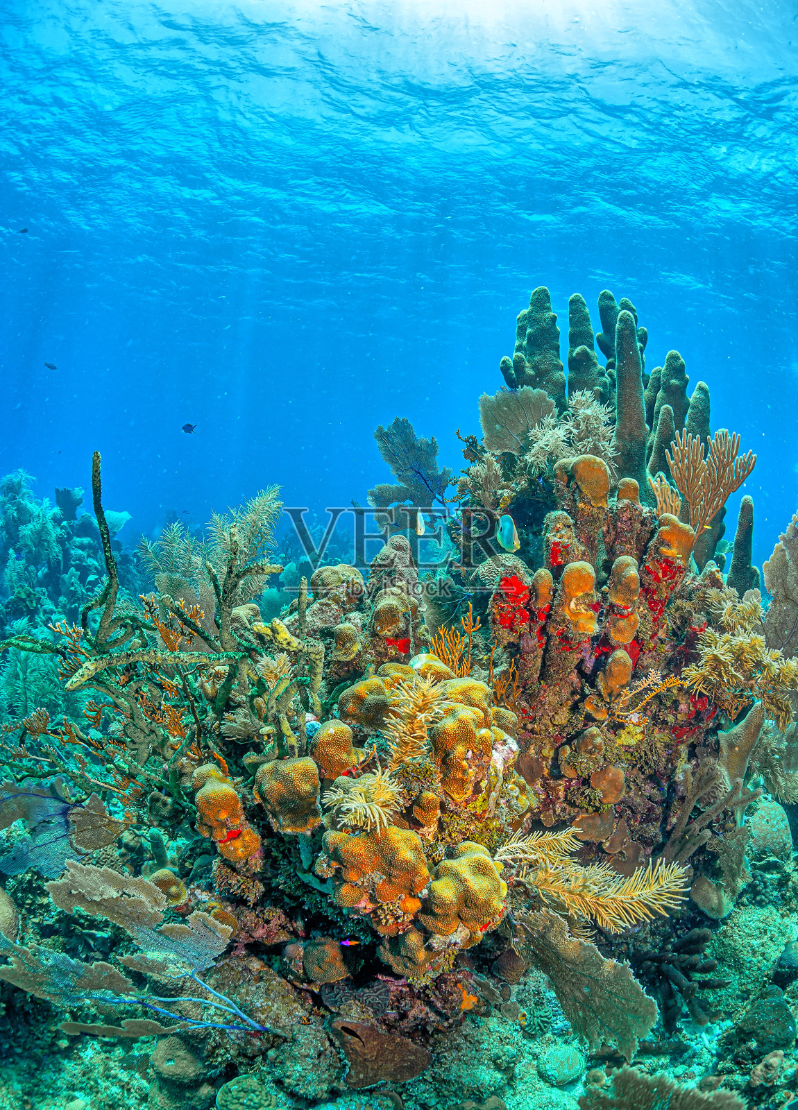 加勒比珊瑚园照片摄影图片