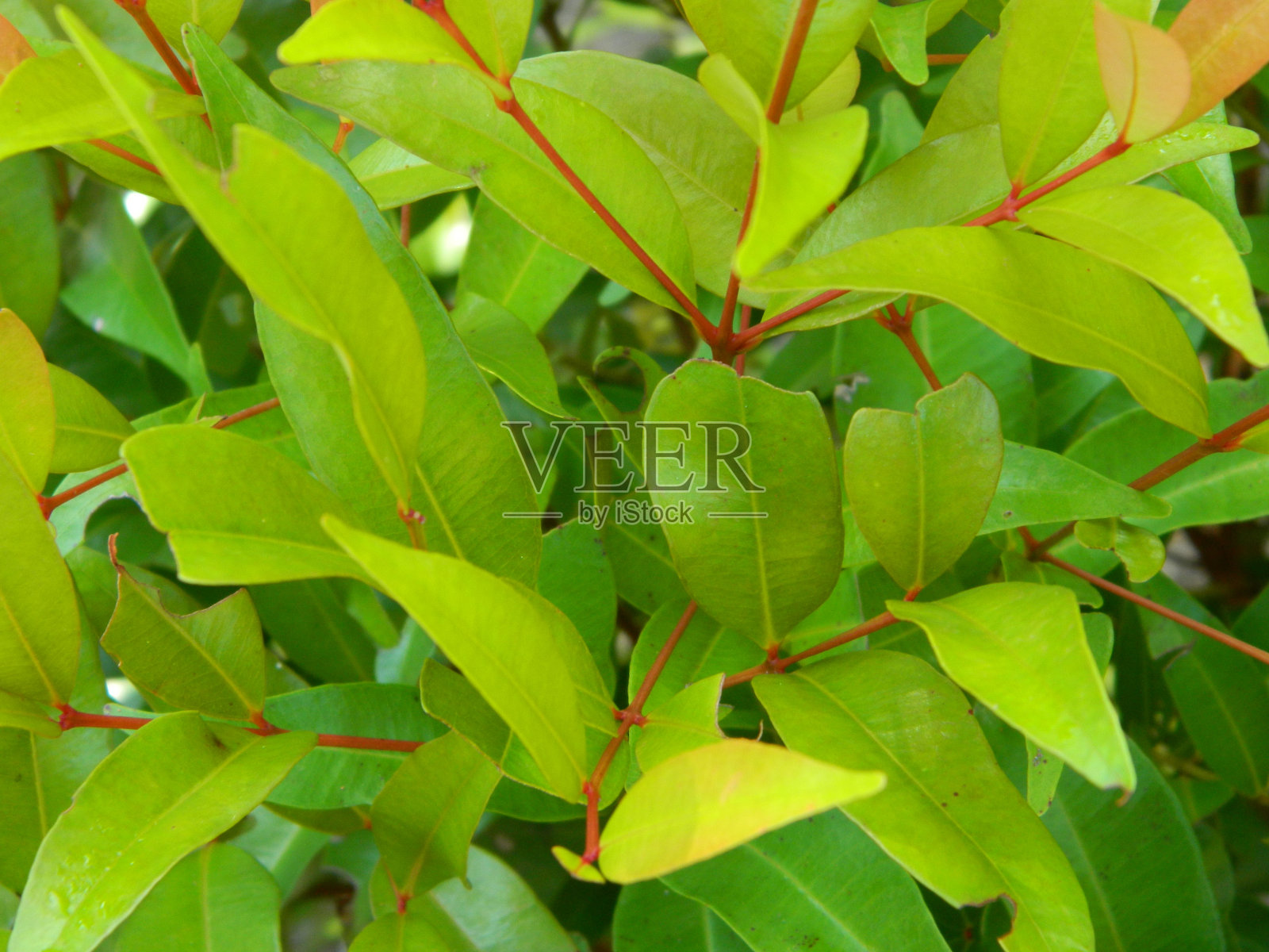 生长在热带地区的植物的天然绿色背景。照片摄影图片