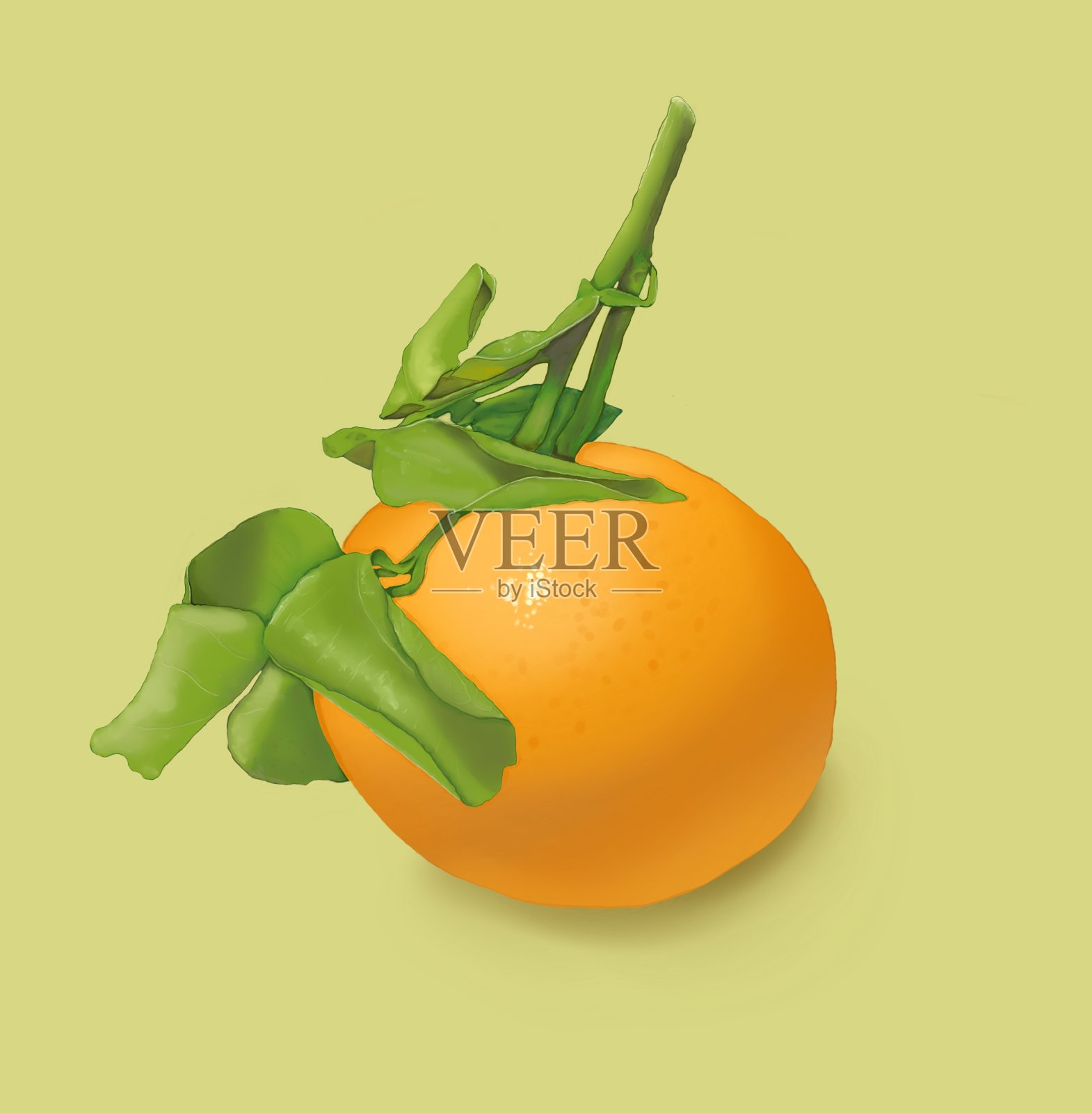 橙子、水果、树叶插画图片素材
