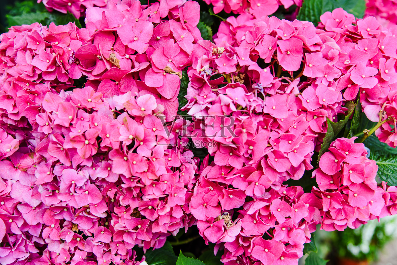 六月台湾花园里盛开的绣球花照片摄影图片