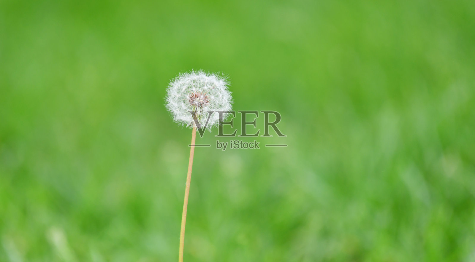 春天绿色草地上的蒲公英照片摄影图片