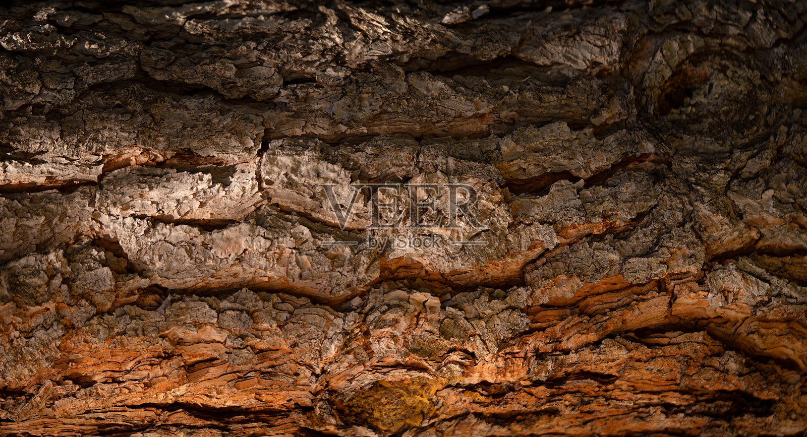 树纹理背景照片摄影图片